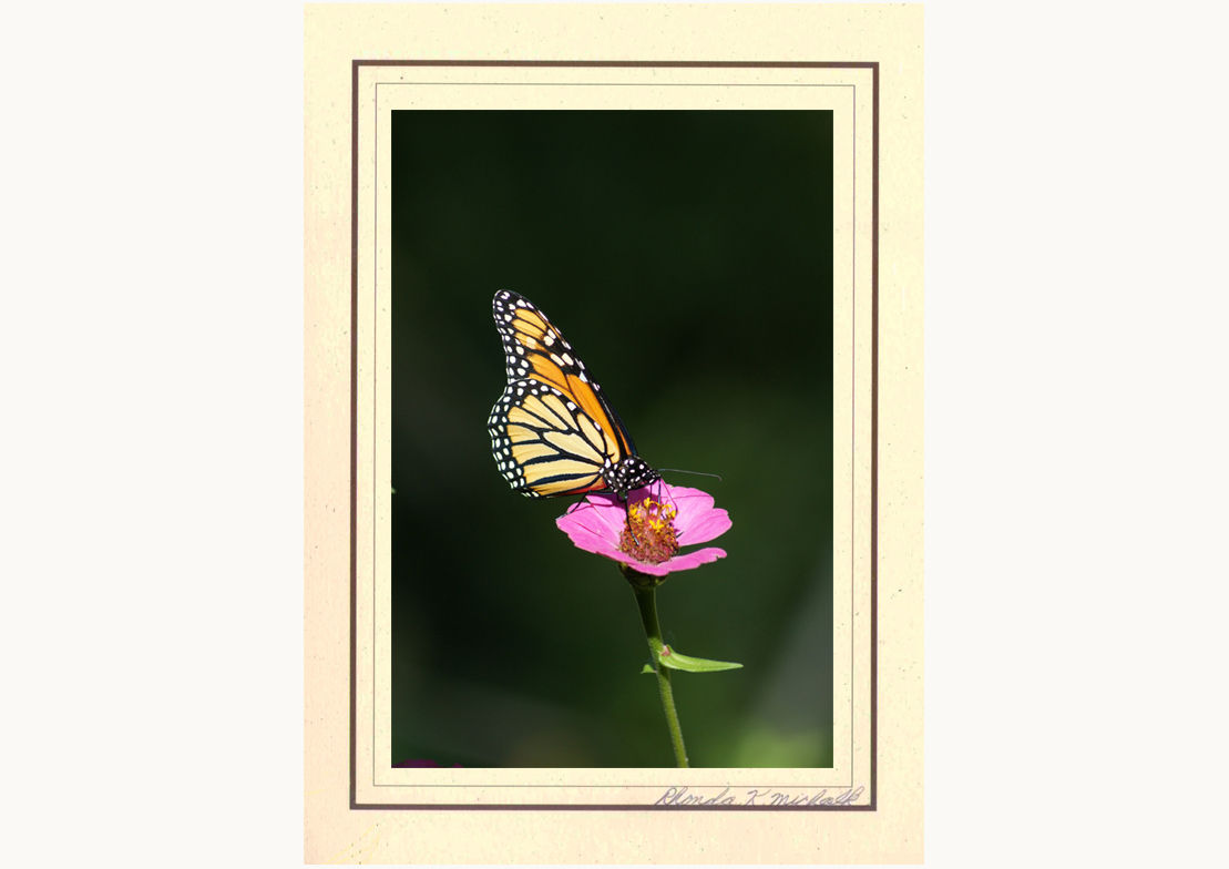 ABZ-1 Butterfly Zina Monarch