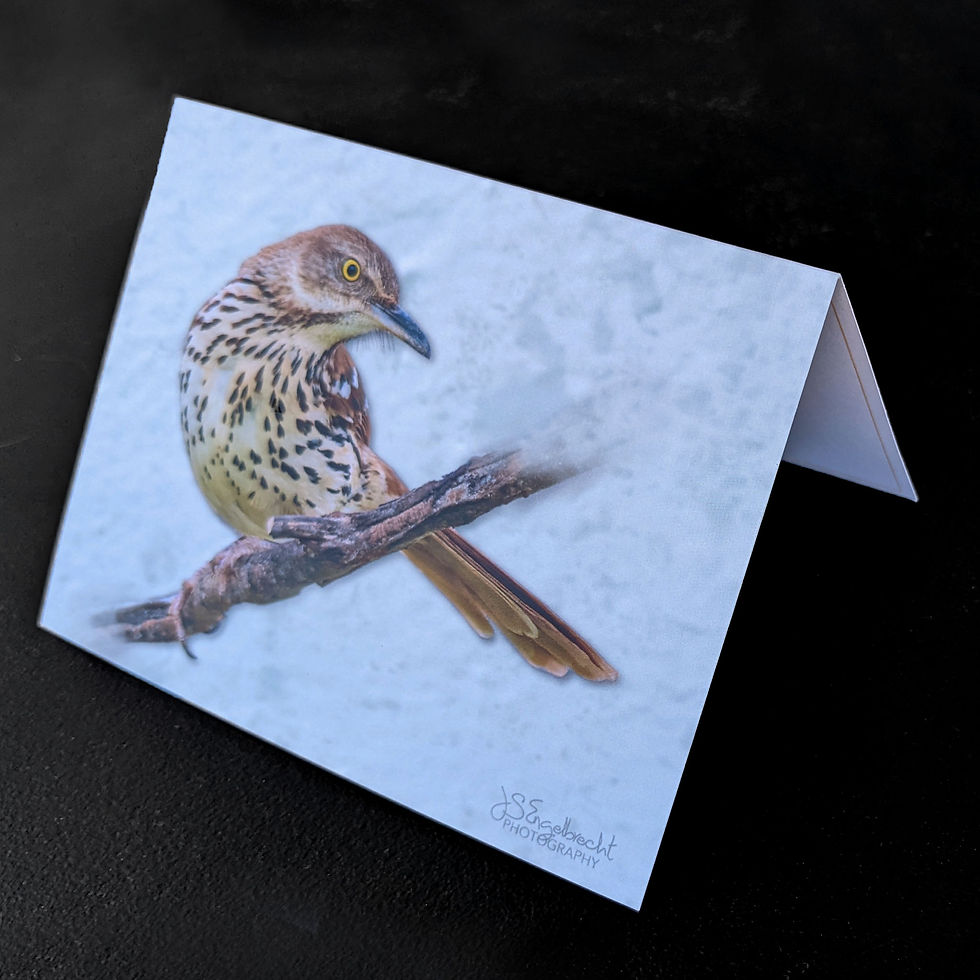 Thumbnail: Brown Thrasher Bird Art Note card