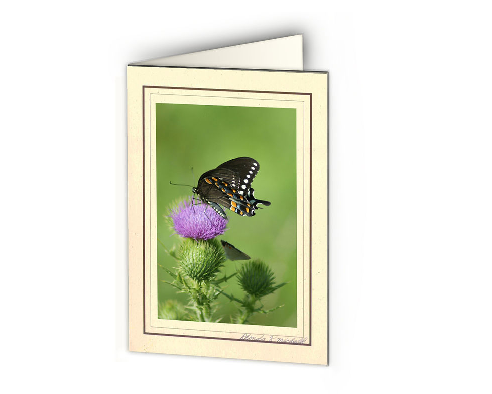 Thumbnail: AB-2 OK Butterfly