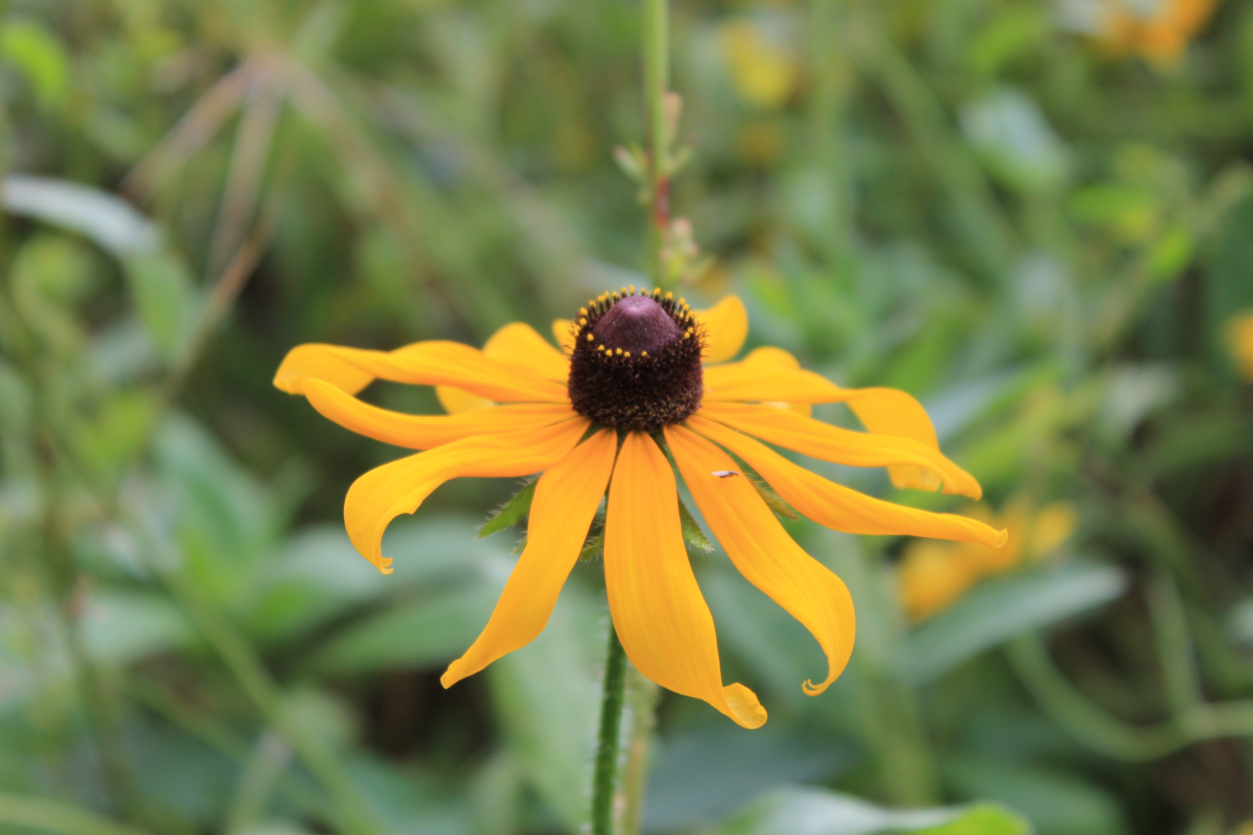 Pollinator Habitat