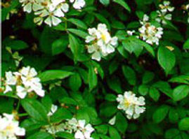 Rose, Multiflora 2_edited.jpg