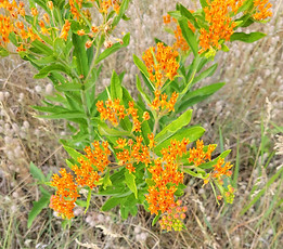 Butterfly Milkweed.jpg
