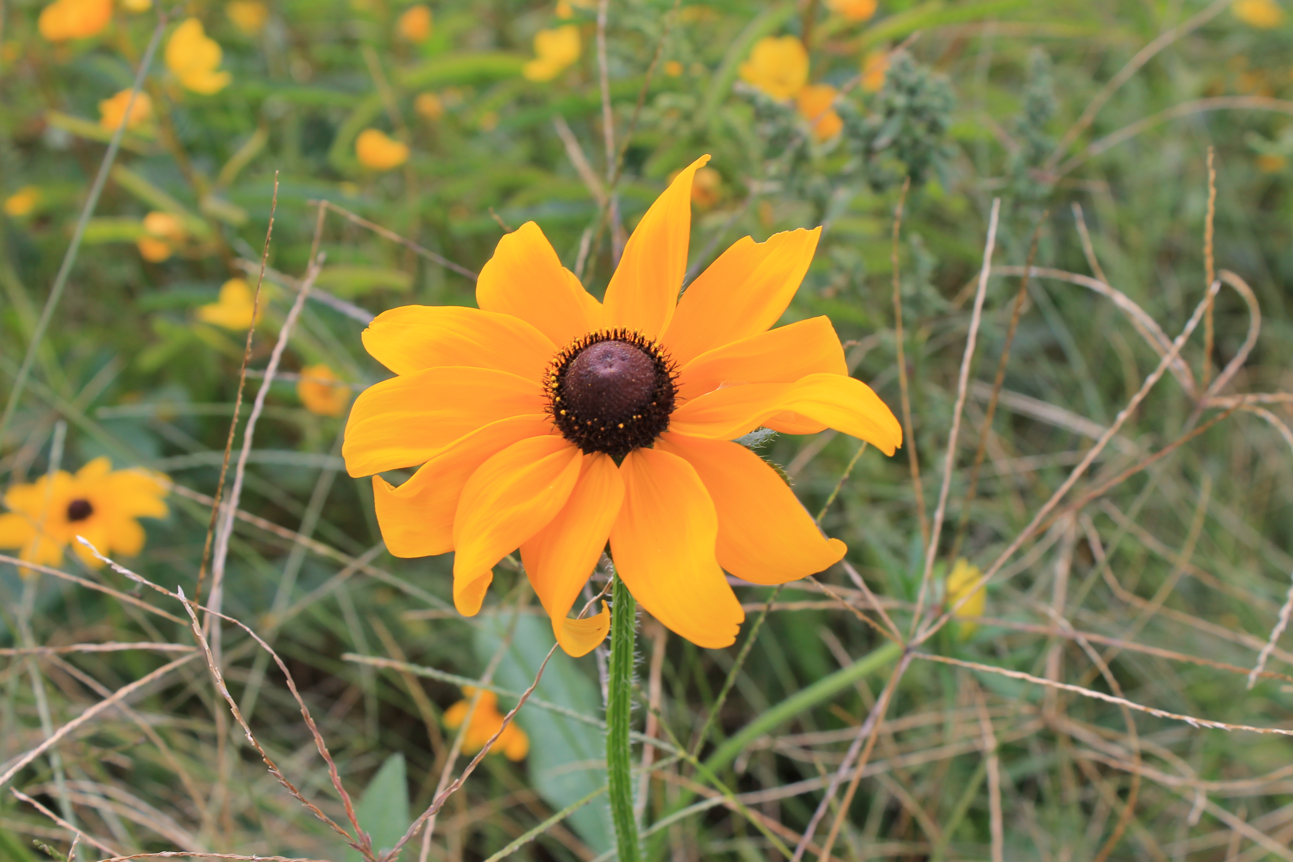 Pollinator Habitat
