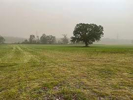 Lappin 2.jpg