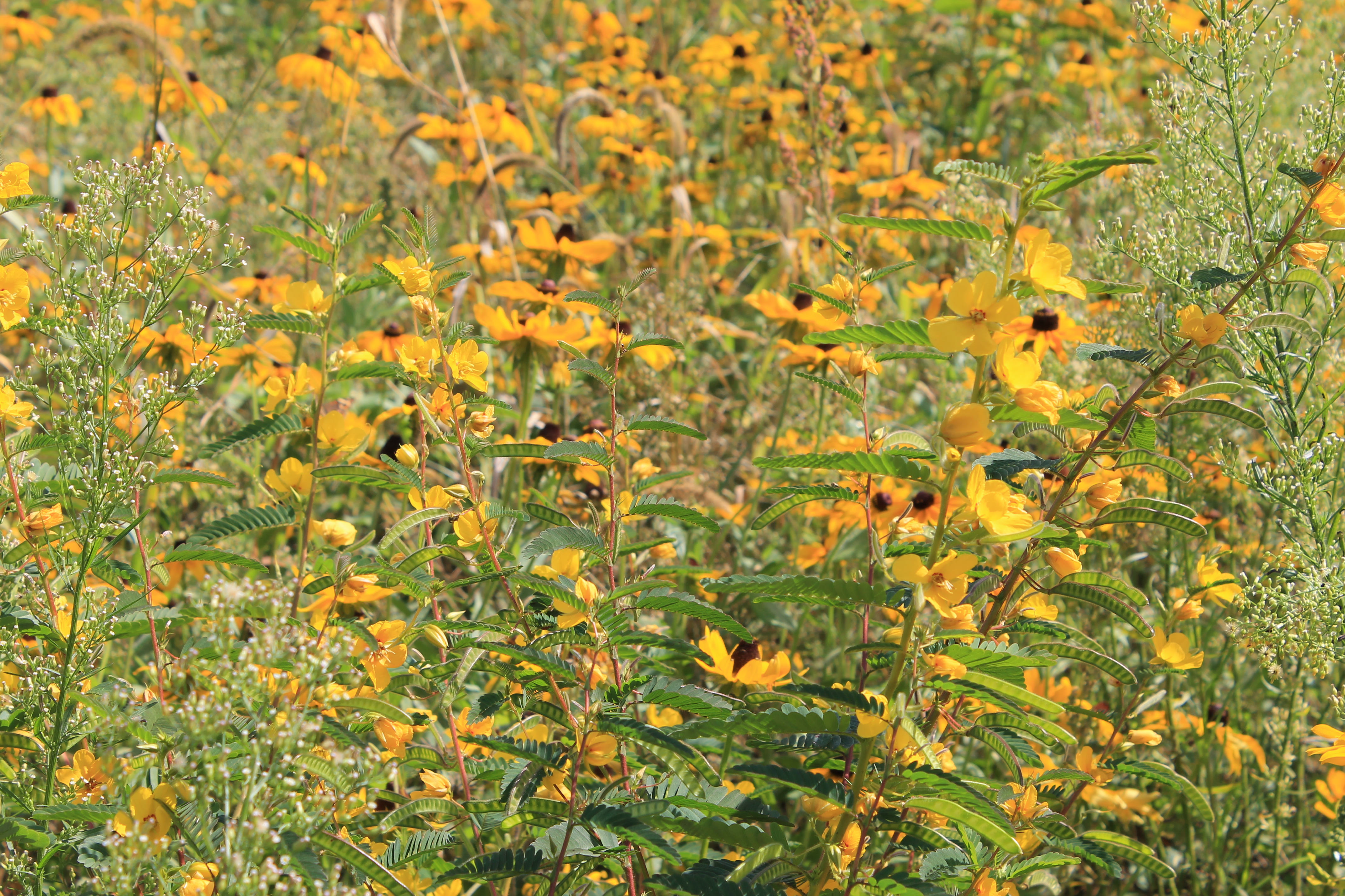 Pollinator Habitat