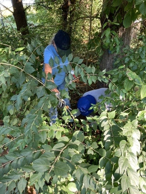 Invasives Management Training for Landowners