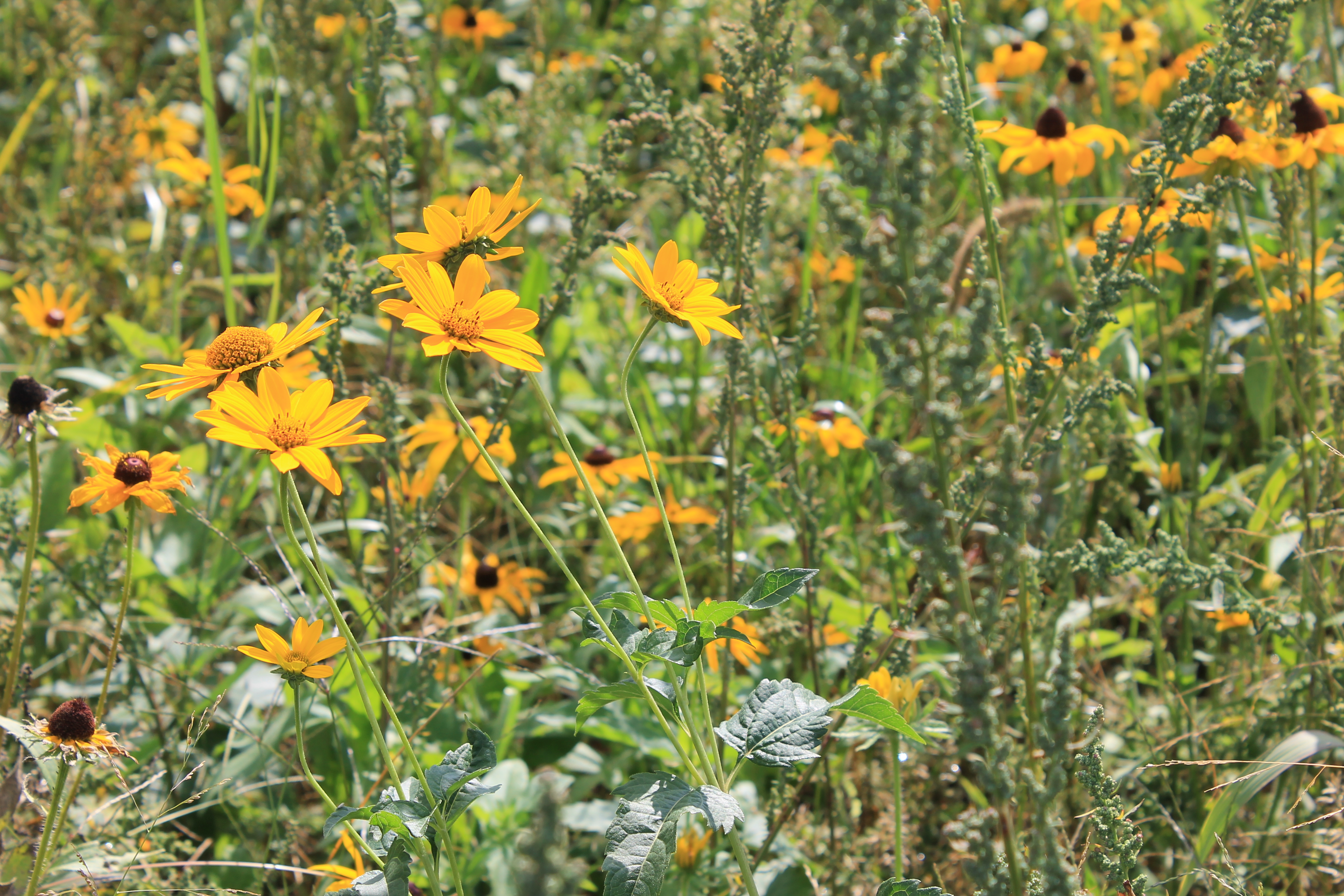 Pollinator Habitat