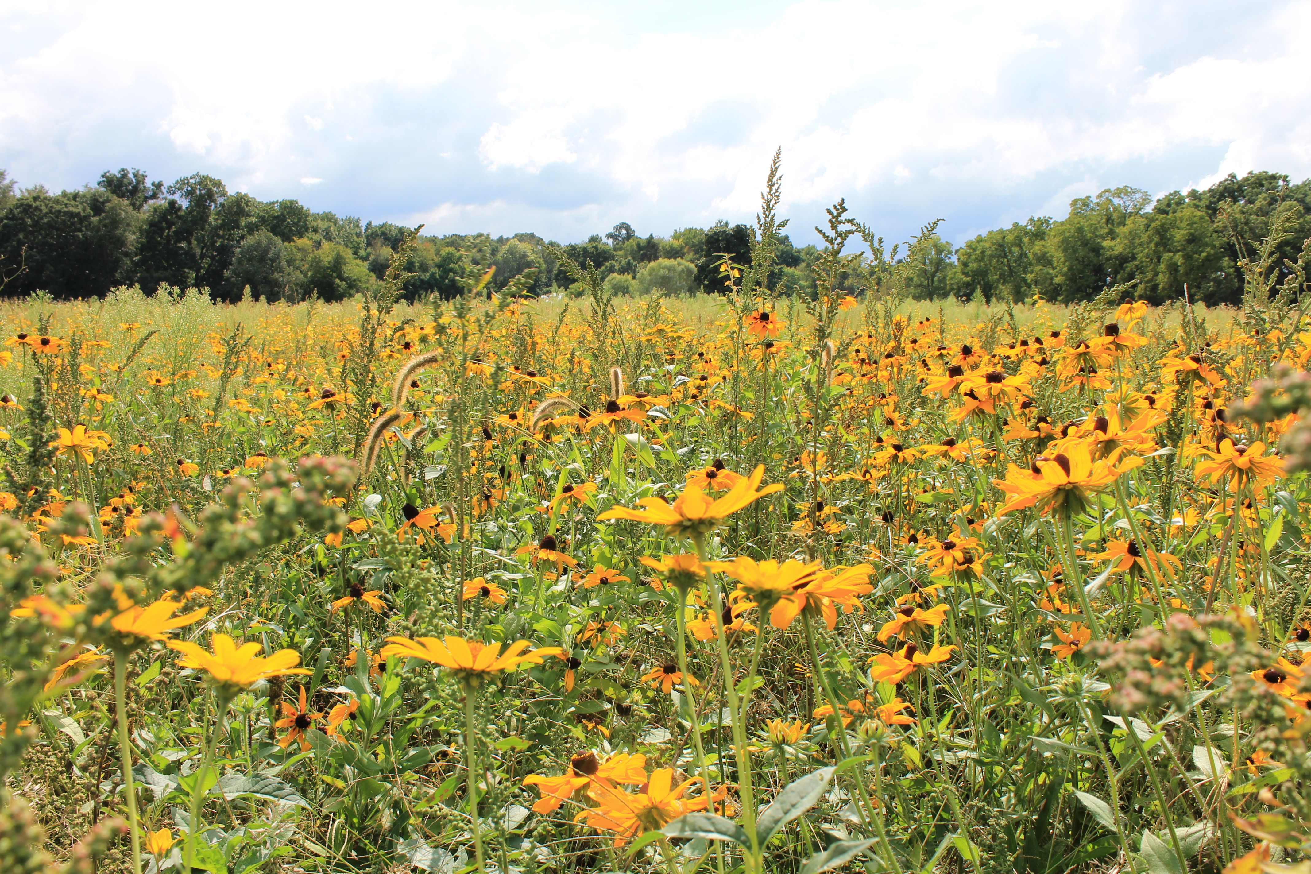 Pollinator Habitat