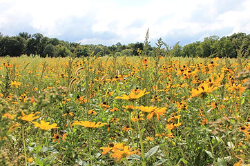 Pollinator Habitat
