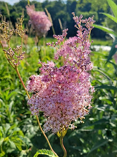 Queen of The Prairie (1)_edited.jpg