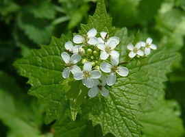 garlic mustard 2.jpg
