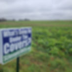 Cover Crops
