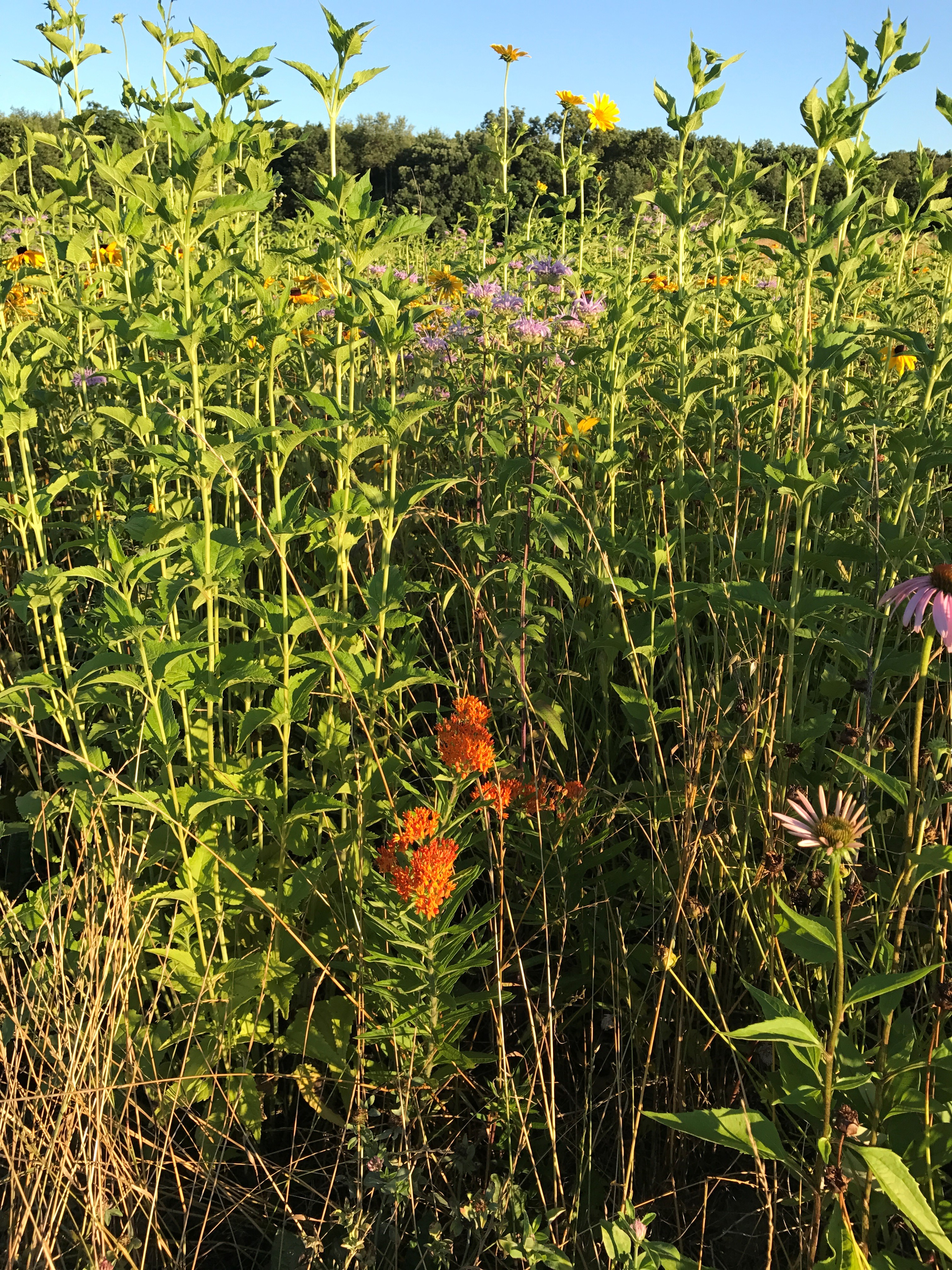 Byler Spring 2