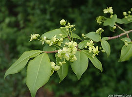 euonymus-alatus-burning bush 2.jpg