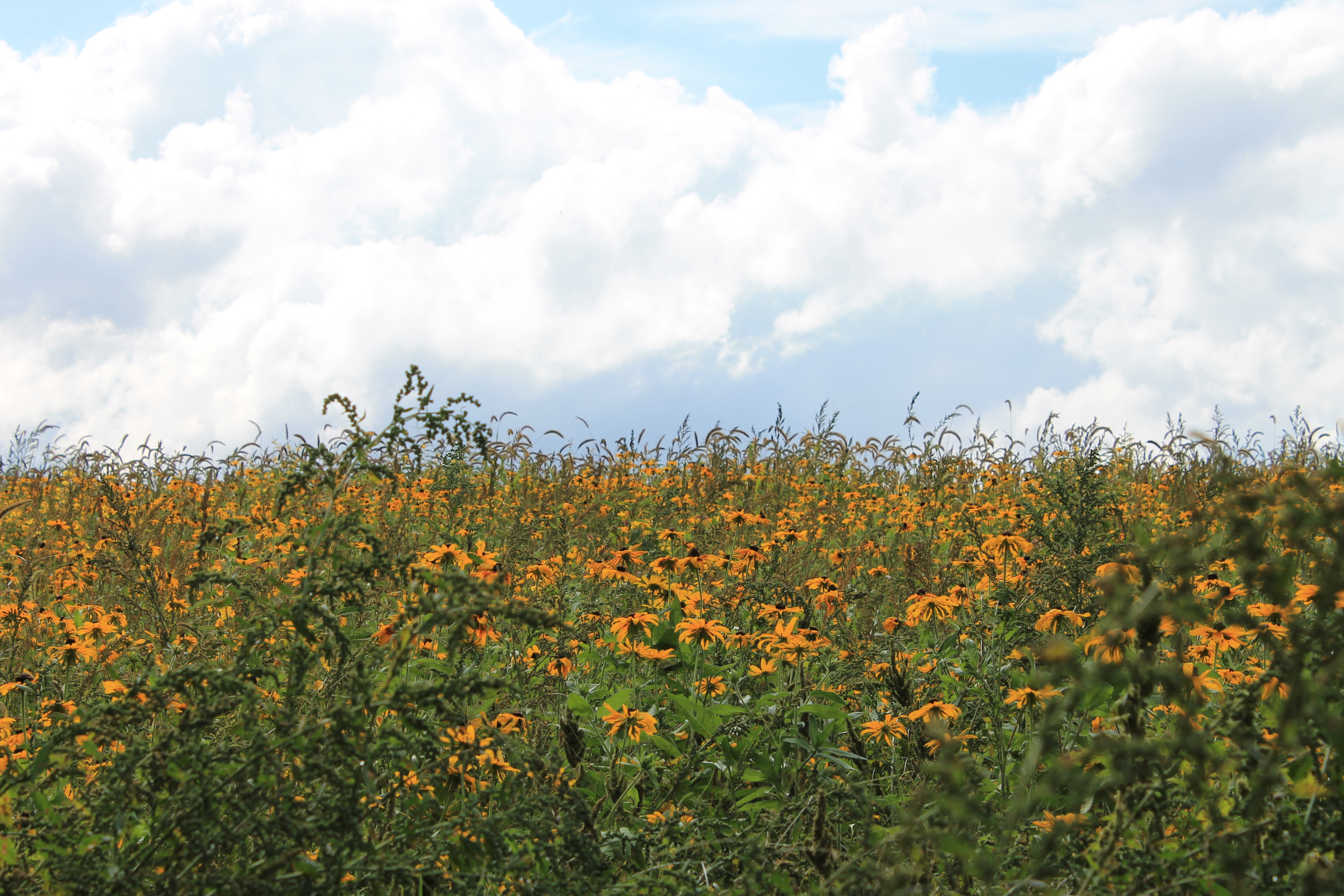 Pollinator Habitat