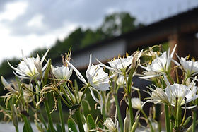 Spider Lily Kayak Tour at Landsford Canal | Carolina Safari Co.