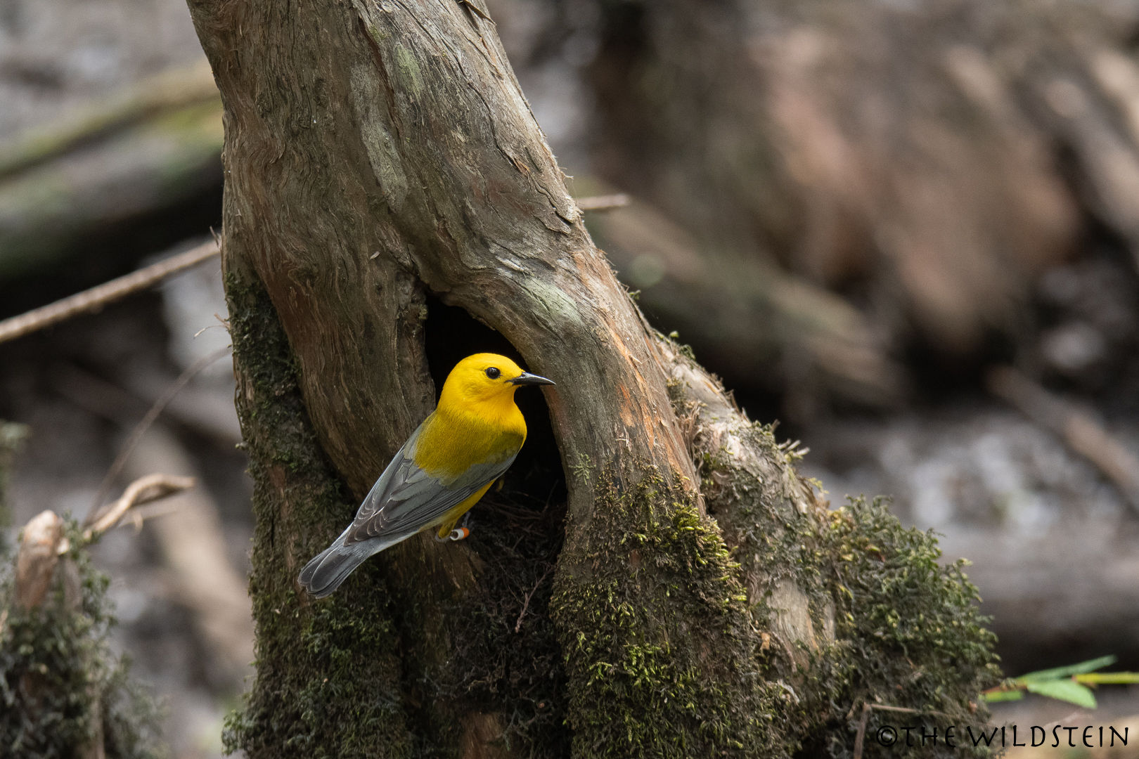 Beidler Forest Birdwatching Tour