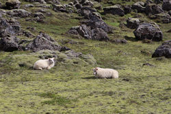 image00195