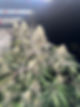 IMG_3154.jpeg