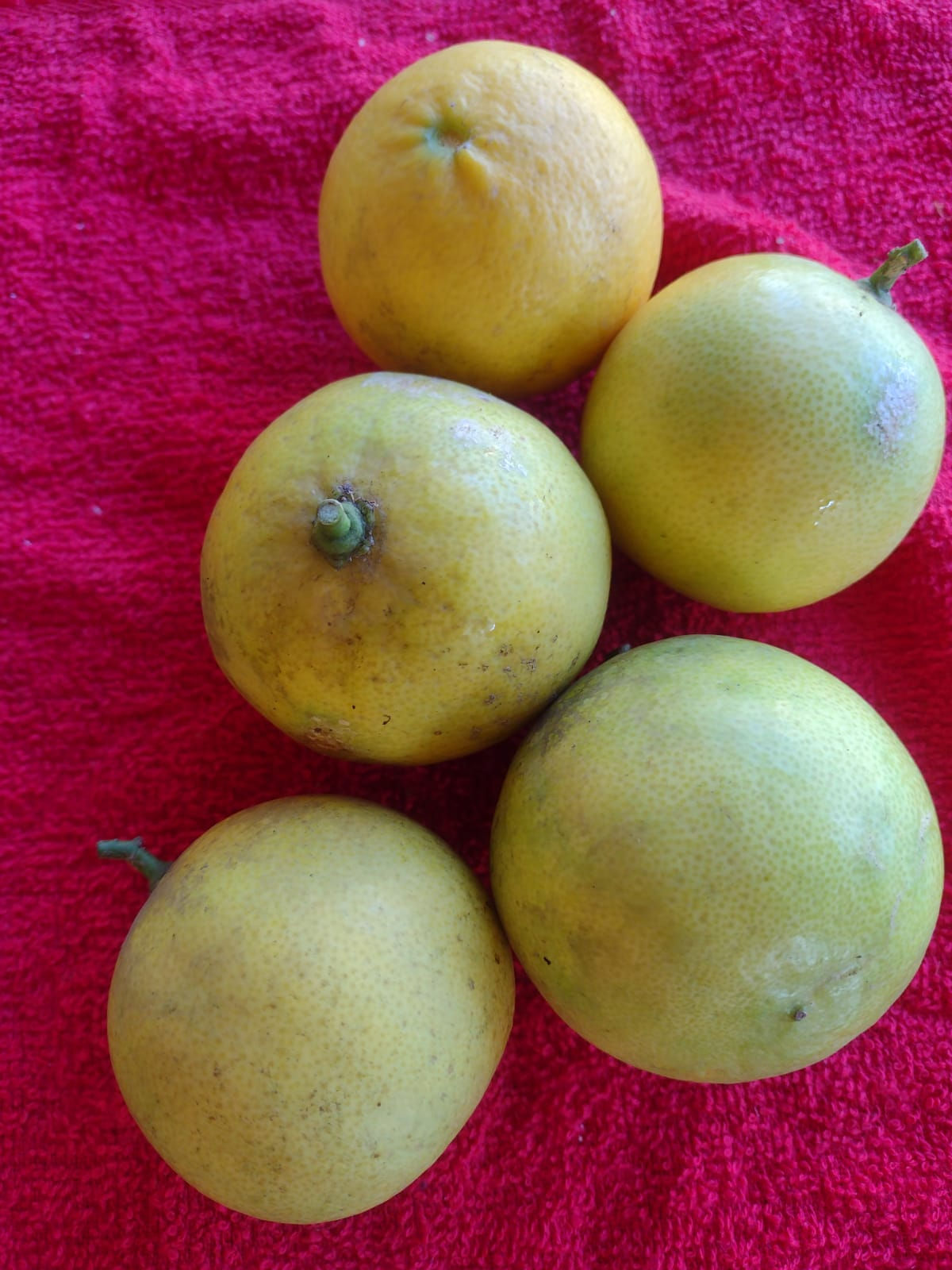 Lima da Pérsia (500g)