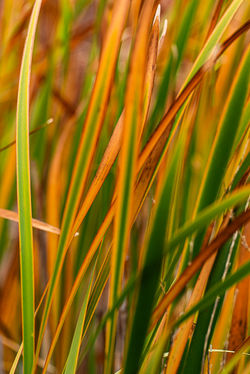 DSC_0033_DxO
