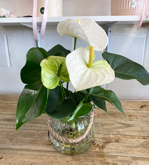 Hydroponic Anthurium Plant in Vase | Brisbane Delivery