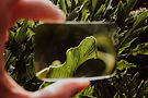 green-leaves-reflected-through-glass-square-2026-03-09-05-22-48-utc.jpg