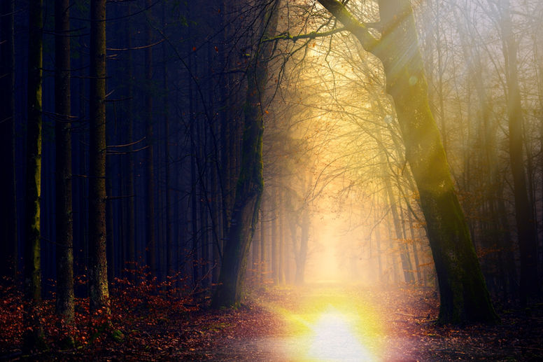 Light in the forest path