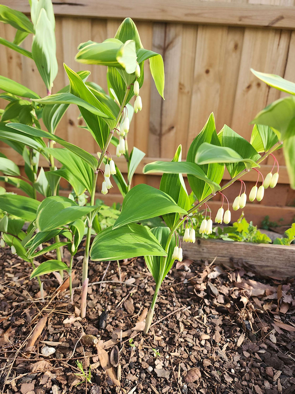 Thumbnail: Variegated Solomon's Seal **Rhizome**