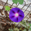 Thumbnail: Pink & Purple Morning Glory Seeds