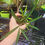 Thumbnail: 2" Pot Sauromatum Horsfieldii Lancelot 
