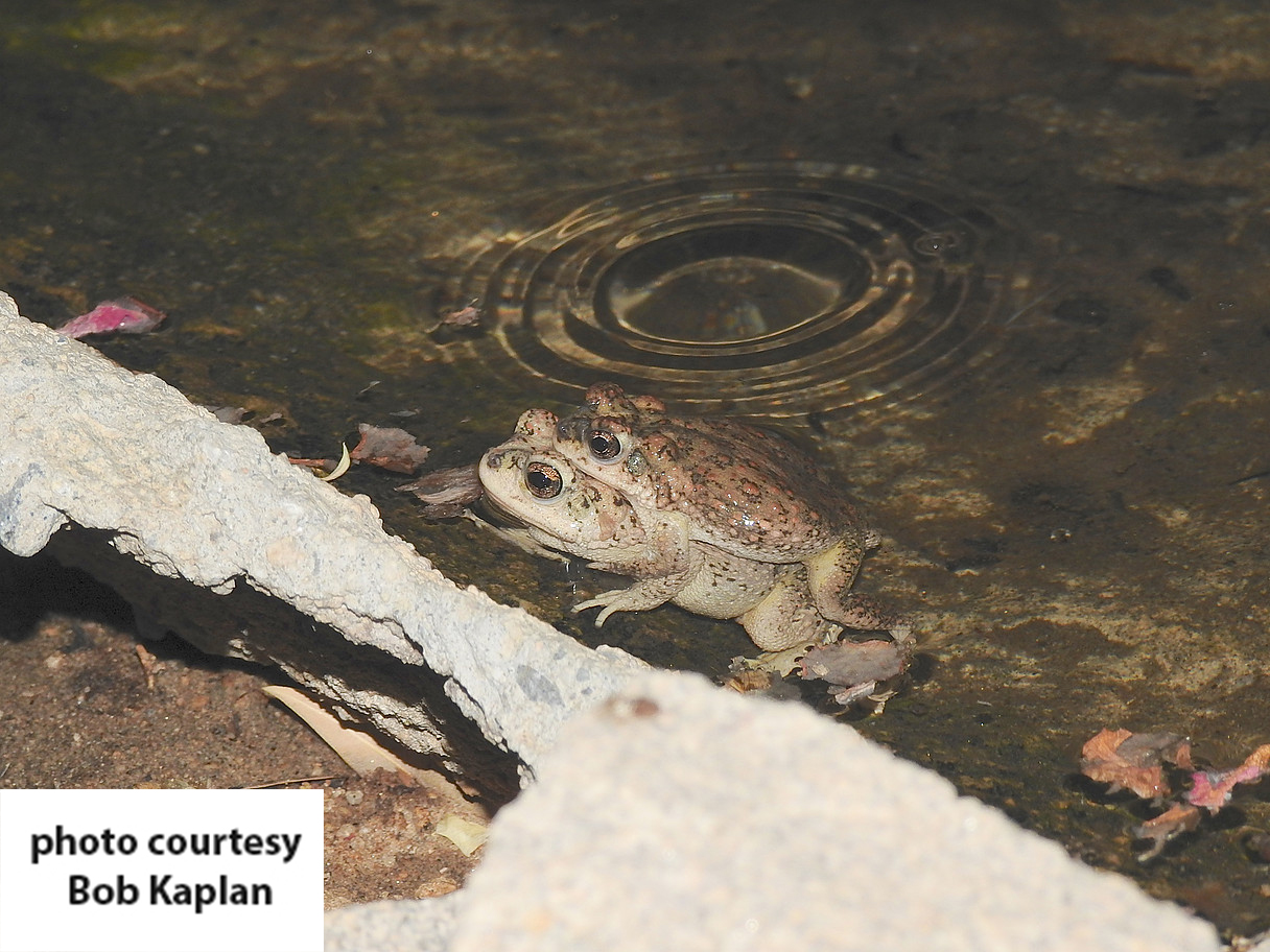 Joshua Tree, CA, Monument Manor Neighborhood Association