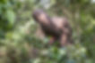 elephant happy hour nepal.jpg