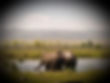 Stand Up 4 Elephants .jpg