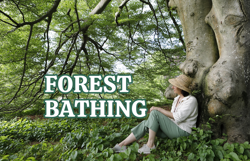 Forest Bathing