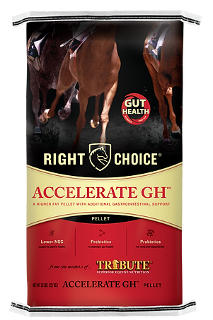 Accelerate GH front.png