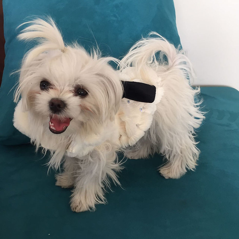 Miniatura: Ropa y accesorios para perros - Maltes Bichon