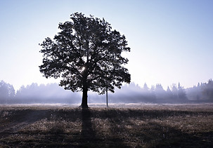 Sunrise behind a tree_edited.jpg