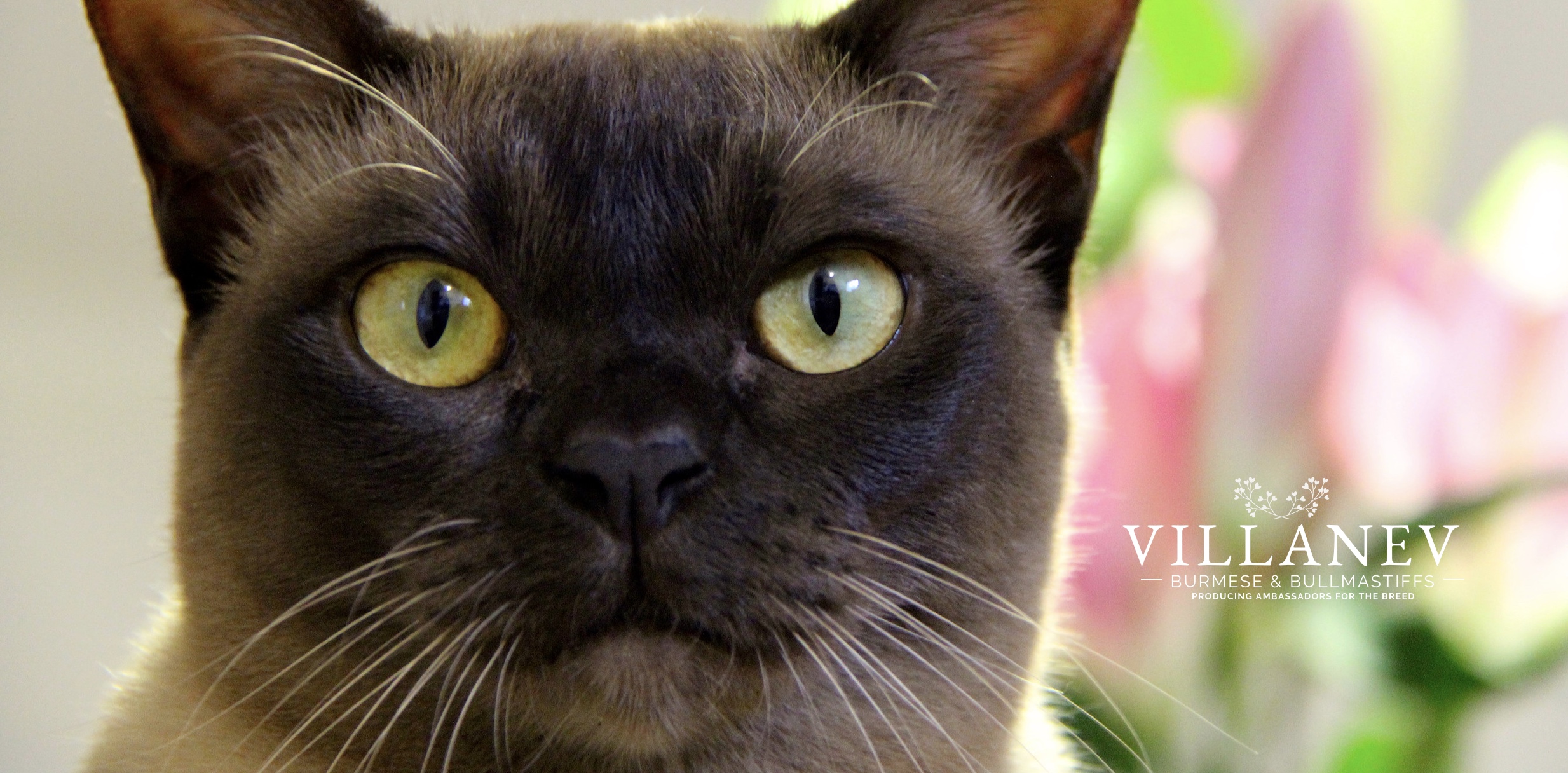 Villanev Pedigree Burmese, Burmese Cat Breeder Australia