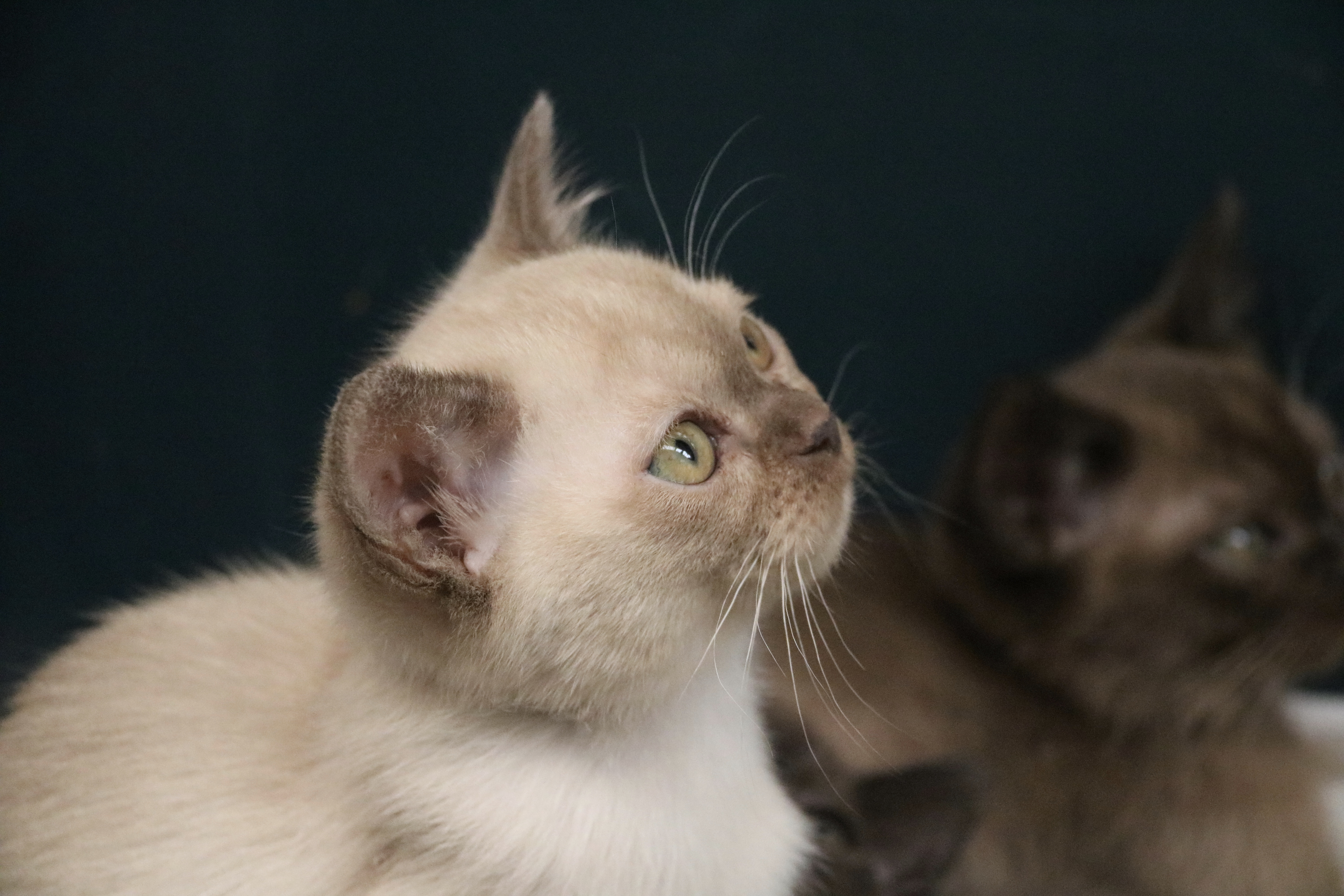 Villanev Pedigree Burmese, Burmese Cat Breeder Australia