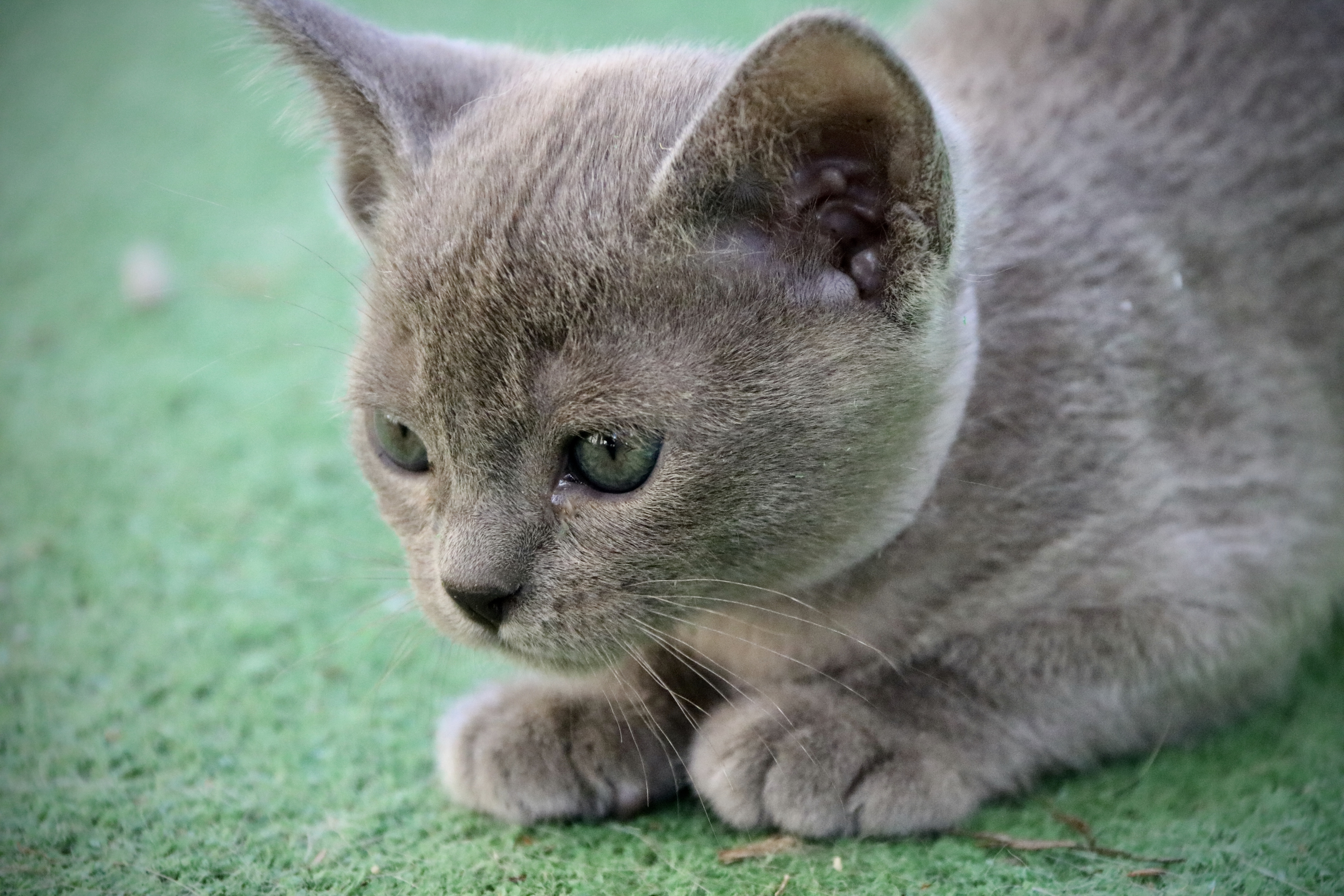 Villanev Pedigree Burmese, Burmese Cat Breeder Australia