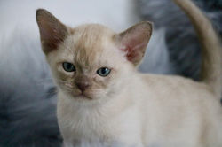 Villanev Burmese Kittens