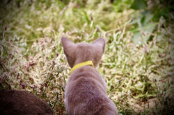 Villanev Burmese Kittens