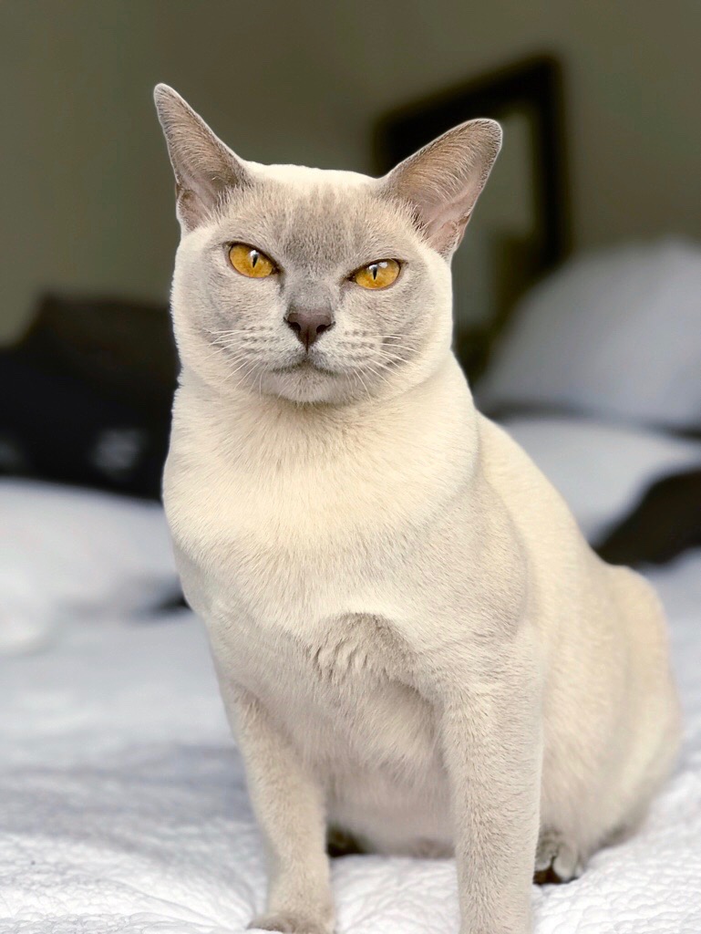 Rezultat slika za Burmese