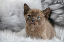 Villanev Burmese Kittens
