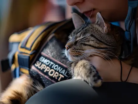 North Scott High School Soon To Allow Various Emotional Support Animals