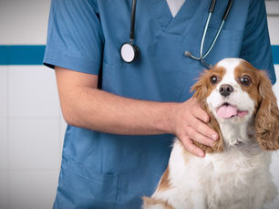 Sociedad Humanitaria: Refugio temporal para perros y gatos vulnerables en Los Cabos