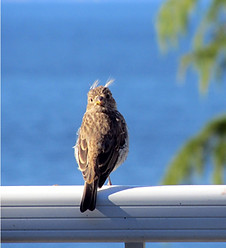 13-06-03 finch hair problem.jpg