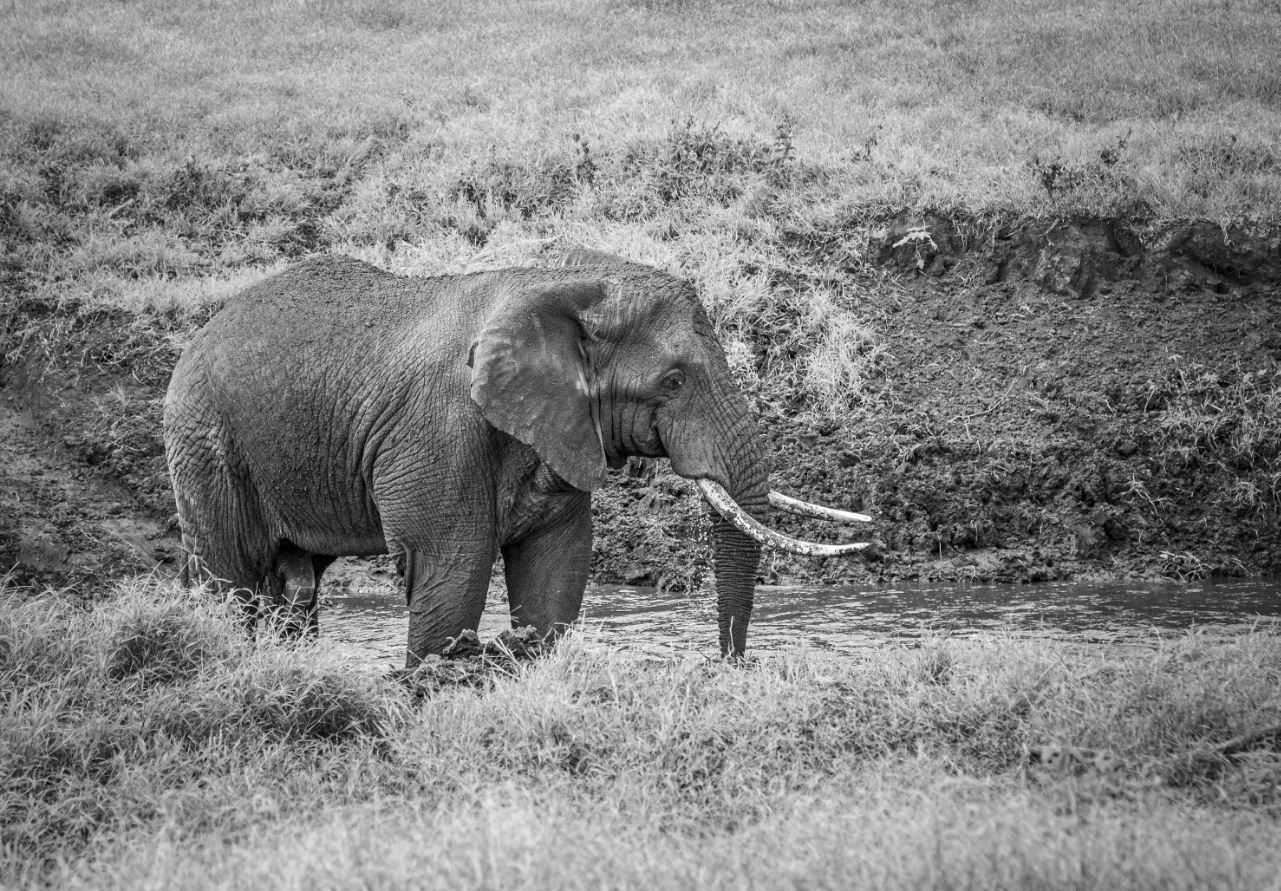 Eléphant dans la rivière - cratère du Ngorongoro Tanzanie