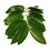 थंबनेल: Therali leaves 50 Qty Pack